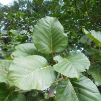 Ficus nymphaeifolia Mill.